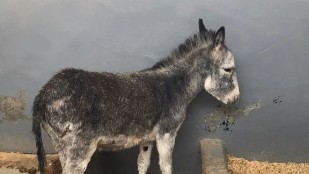 Tedavi edilen sıpa hastanenin maskotu oldu