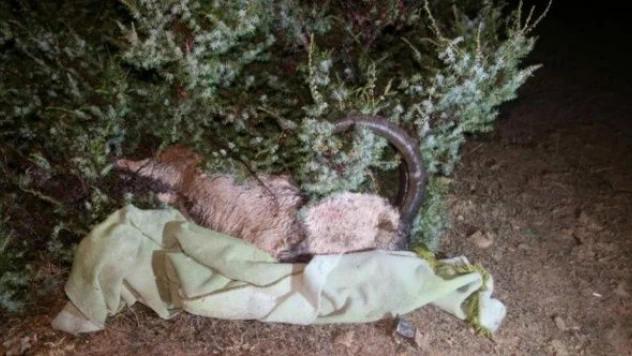 Yaban keçisi pahalıya patladı