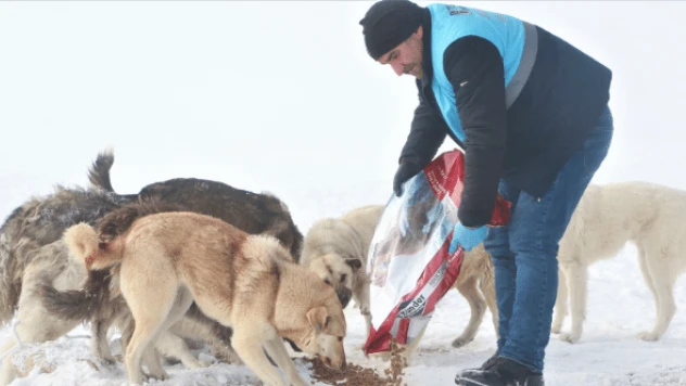 Tuşba Belediyesi sokak hayvanlarını unutmadı