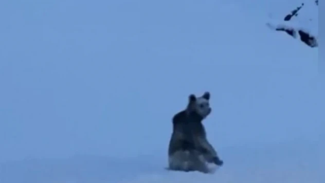 Uykusu kaçan bozayı yollara düştü