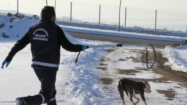 Sahipsiz pitbull cinsi köpeğe sahip çıktılar