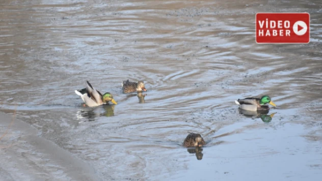 Yeşilbaş ördekler donan çayda yiyecek aradılar