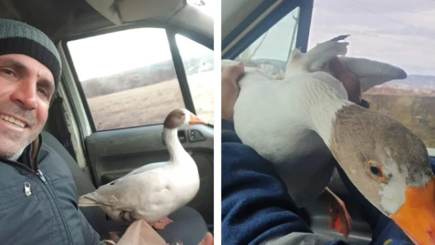 Yolda bulduğu kaz ile arkadaş oldu