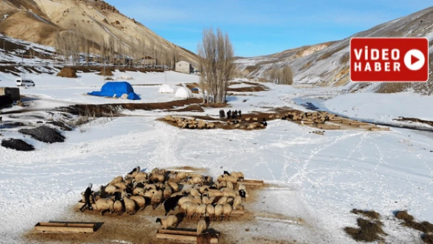 Ağrı'da besicilerin zorlu kış mücadelesi başladı!