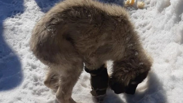 Aracın çarptığı köpek için seferber oldular