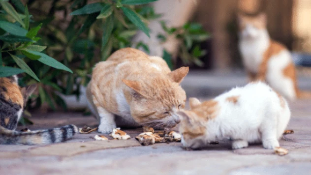 Atıl durumdaki tesis onlara yuva oldu