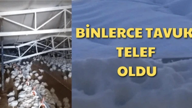 Çiftliğin çatısı çöktü, binlerce tavuk telef oldu