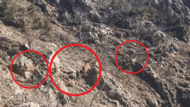 Cudi Dağı'nda av yasağı!