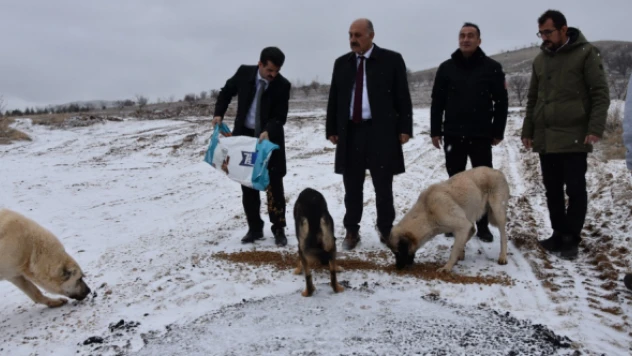 Doğanşehir Belediyesi sokak hayvanlarını unutmadı