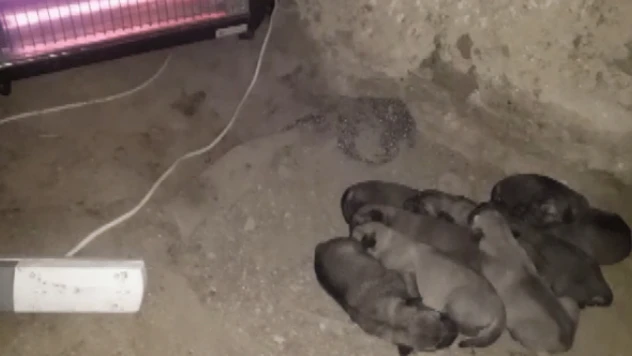 Doğum yapan köpeğe elektrikli soba kurup ısıttı