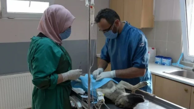 Erzincan'da 56 adet sokak hayvanı kısırlaştırıldı