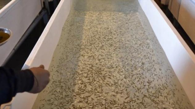 Erzurum'daki yavru alabalık üretim tesisi faaliyete geçti