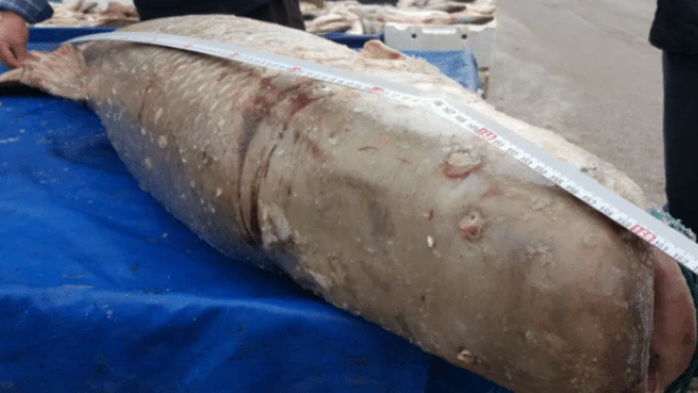 Fırat Nehri'nde yakalanan dev turna görenleri şaşkına çevirdi!