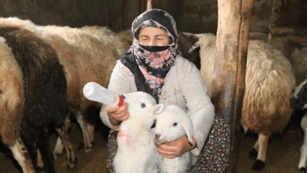 Göçerlerin ağıllardaki zorlu 'kuzu' nöbeti