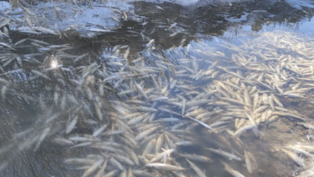 Havalar soğudu, balıklar telef oldu