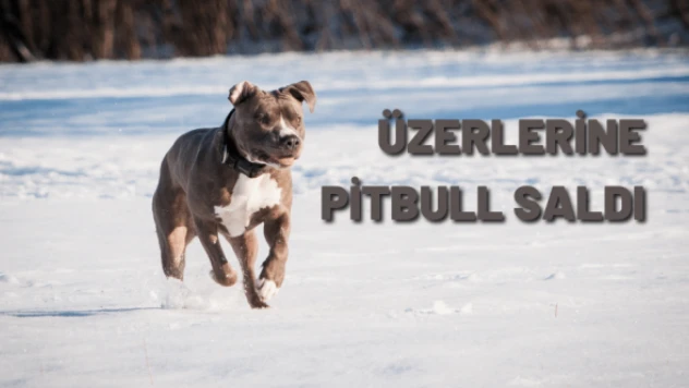Kavga etti, Pitbull'u silah olarak kullandı
