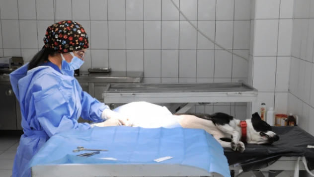 Kısırlaştırılan yasaklı türlere çip takılıyor