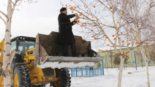 Kuşlar için yuva yerleştirilen ağaçlar meyvelerle donatıldı
