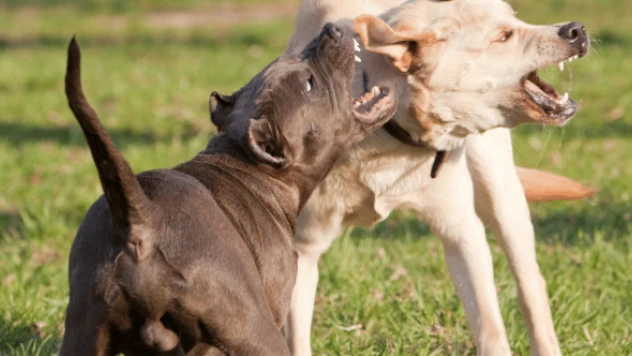 Malatya'da pitbullu kavga: 3 yaralı