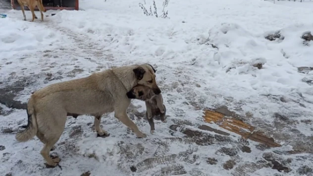 Malatya'da anne köpeğin şefkati yürekleri ısıttı