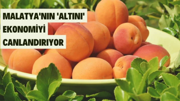 Malatya'nın kayısısı ekonomiye can veriyor