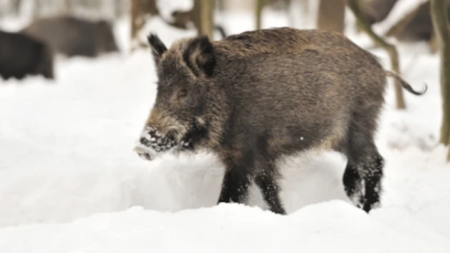 Van'da kaza geçiren yaban domuzu tedaviye alındı