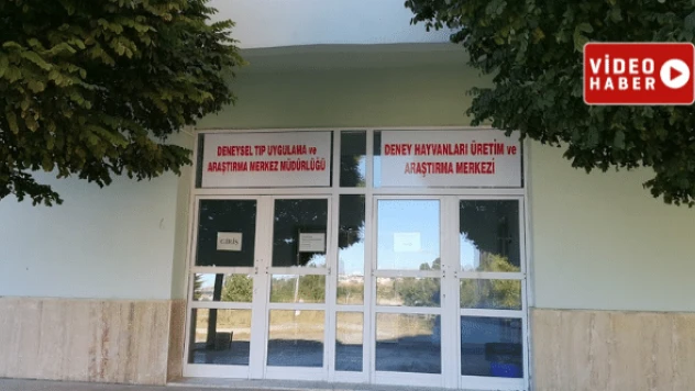 Van'daki hayvan hastanesinde binlerce hayvan sağlığına kavuşuyor