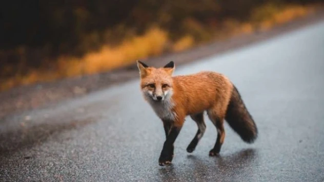 Aç tilki merkeze indi