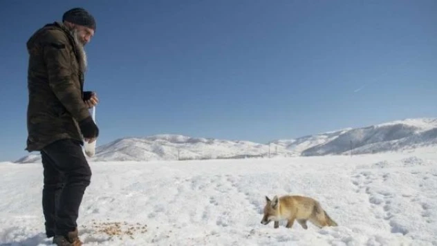 Aç tilkiyi fıstıkla besledi