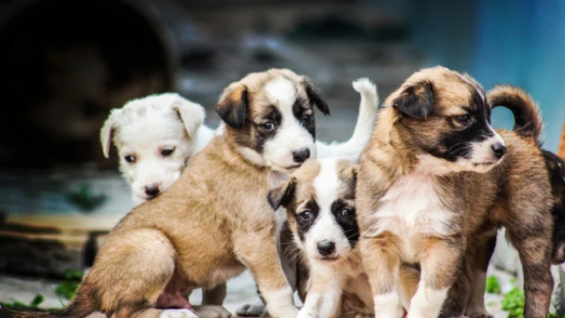 Erzurum'da donmak üzereyken bulunan 63 yavru köpek sağlığına kavuştu