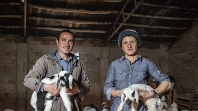 Tunceli'de göçerler yeni doğan kuzularına gözü gibi bakıyor