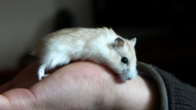 Hamsterdan insanlara bulaştı!