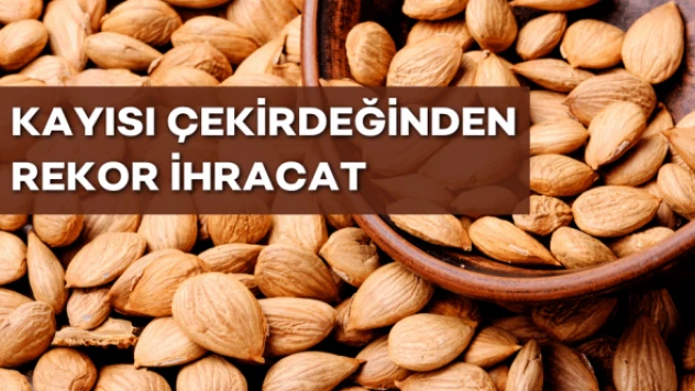 Kayısı çekirdeği rekora koşuyor