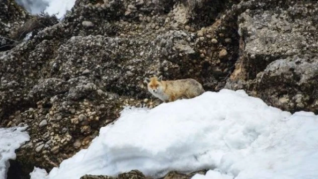 Tilkilerin yiyecek arayışı kameralara yansıdı