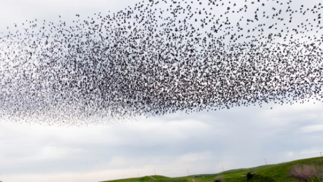 Toplu kuş intiharı şok etti!