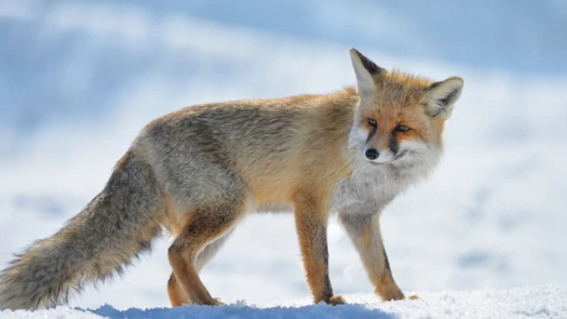 Tunceli'de besin bulamayan yaban hayvanları yerleşim alanlarına iniyor