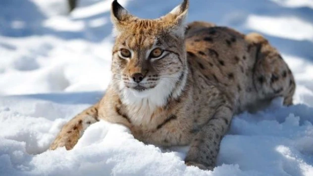 Tunceli'de nesli tehlike altındaki vaşağı öldüren şahsa rekor ceza!