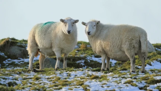 Van'da kar sevinci kurbanla karşılandı