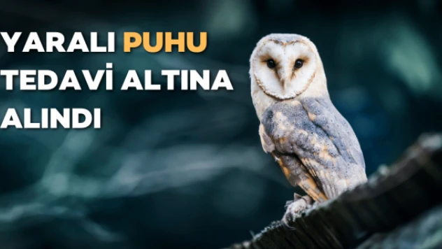 Yaralı puhu tedaviye alındı