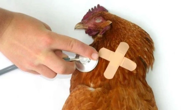 ABD'de kuş gribi hortladı!