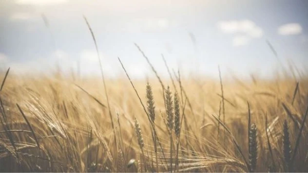 Buğday fiyatları tavan yaptı... Dünyada ekmek krizi kapıda...