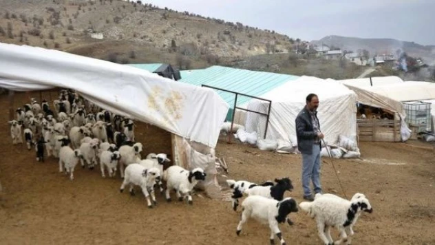 Elazığ'da kuzu ve yağır bereketi yaşanıyor!