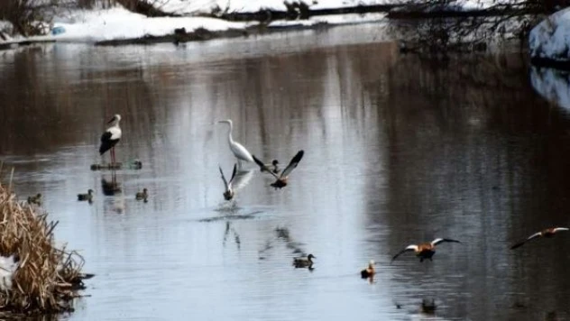Göçmen kuşlar, Kars'a akın ediyor!