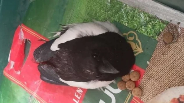 Kanadı kesilmiş kargaya kıyamadılar