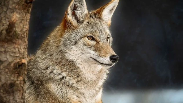 Kars'ta aç kalan kurt ilçe merkezine indi