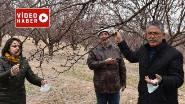 Kayısı üreticileri sezona hazırlanıyor