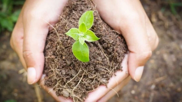 Keban'da çiftçilere 10 bin fidan dağıtıldı