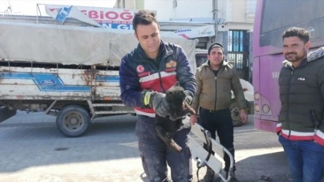 Otobüste sıkışan kedi böyle kurtarıldı