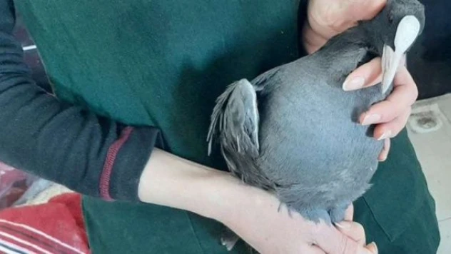 Yaralı kuşu özenle tedavi ediyorlar