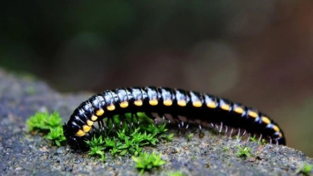 17 yeni kırkayak türü keşfedildi